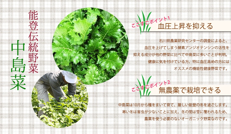中島菜
